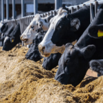Producción lechera crece casi 20 % en mayo